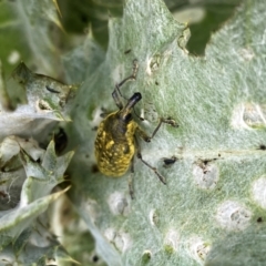 Larinus latus at Molonglo Valley, ACT - 9 Nov 2022