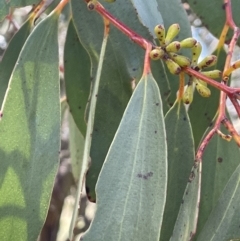 Eucalyptus pauciflora subsp. pauciflora (White Sally, Snow Gum) at Mount Clear, ACT - 9 Nov 2022 by JaneR