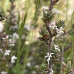 Leucopogon attenuatus (Small-leaved Beard Heath) at Mount Clear, ACT - 9 Nov 2022 by JaneR