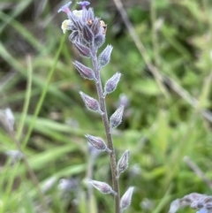 Myosotis discolor at Mount Clear, ACT - 9 Nov 2022 01:20 PM