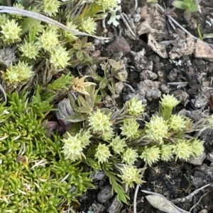 Scleranthus diander at Mount Clear, ACT - 9 Nov 2022