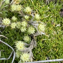 Scleranthus diander at Mount Clear, ACT - 9 Nov 2022