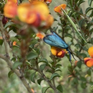 Pollanisus (genus) at Kambah, ACT - 9 Nov 2022