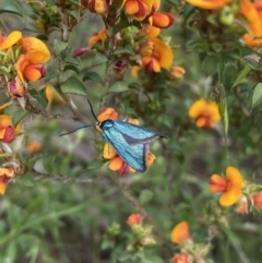 Pollanisus (genus) at Kambah, ACT - 9 Nov 2022