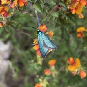 Pollanisus (genus) at Kambah, ACT - 9 Nov 2022