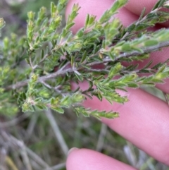 Kunzea parvifolia at Kambah, ACT - 9 Nov 2022