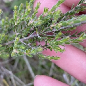 Kunzea parvifolia at Kambah, ACT - 9 Nov 2022 02:48 PM