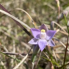 Thelymitra sp. (pauciflora complex) (Sun Orchid) at Wanniassa, ACT - 8 Nov 2022 by Shazw