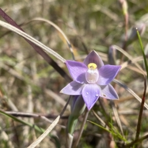 Thelymitra sp. (pauciflora complex) at Wanniassa, ACT - suppressed