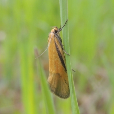 Philobota undescribed species near arabella (A concealer moth) at Flea Bog Flat, Bruce - 30 Oct 2022 by michaelb