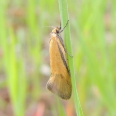 Philobota undescribed species near arabella at Bruce, ACT - 30 Oct 2022