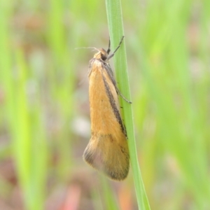 Philobota undescribed species near arabella at Bruce, ACT - 30 Oct 2022 01:47 PM