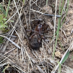 Idiopidae (family) at Coree, ACT - 9 Nov 2022 10:36 AM