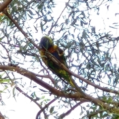 Trichoglossus moluccanus (Rainbow Lorikeet) at Greenway, ACT - 9 Nov 2022 by NathanaelC