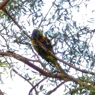 Trichoglossus moluccanus (Rainbow Lorikeet) at Greenway, ACT - 9 Nov 2022 by NathanaelC