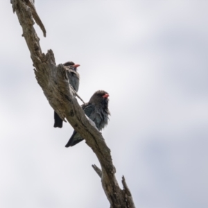 Eurystomus orientalis at Campbell, ACT - 9 Nov 2022