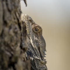 Pogona barbata (Eastern Bearded Dragon) at Mount Ainslie - 9 Nov 2022 by trevsci