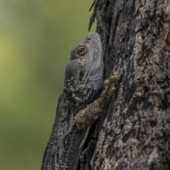 Pogona barbata at Pialligo, ACT - suppressed