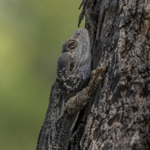 Pogona barbata at Pialligo, ACT - 9 Nov 2022