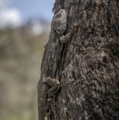 Pogona barbata at Pialligo, ACT - suppressed