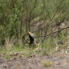 Pogona barbata at Pialligo, ACT - 9 Nov 2022