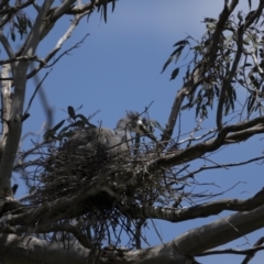 Egretta novaehollandiae (White-faced Heron) at Mount Ainslie - 9 Nov 2022 by trevsci