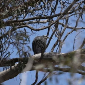 Egretta novaehollandiae at Pialligo, ACT - 9 Nov 2022 11:39 AM