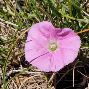 Convolvulus angustissimus subsp. angustissimus at Mitchell, ACT - 10 Nov 2022 12:04 PM