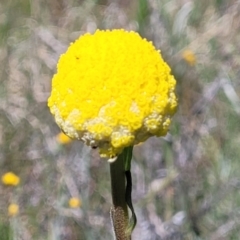 Craspedia variabilis (Common Billy Buttons) at Mitchell, ACT - 10 Nov 2022 by trevorpreston