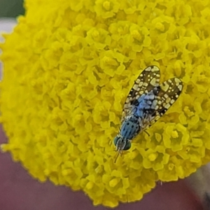 Austrotephritis sp. (genus) at Mitchell, ACT - 10 Nov 2022 11:55 AM