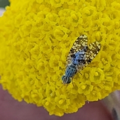 Austrotephritis sp. (genus) at Mitchell, ACT - 10 Nov 2022 11:55 AM