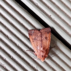 Diarsia intermixta (Chevron Cutworm, Orange Peel Moth.) at Fisher, ACT - 5 Nov 2022 by Wheatee