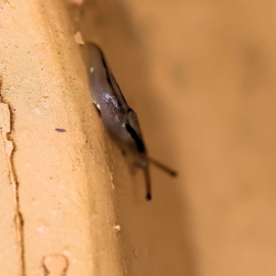 Ambigolimax nyctelia (Striped Field Slug) at Clyde Cameron Reserve - 7 Nov 2022 by KylieWaldon