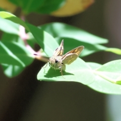 Ocybadistes walkeri (Green Grass-dart) at Wodonga, VIC - 10 Nov 2022 by KylieWaldon