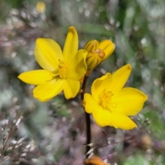 Bulbine bulbosa (Golden Lily, Bulbine Lily) at Mitchell, ACT - 10 Nov 2022 by trevorpreston