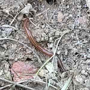 Anzoplana trilineata at Mitchell, ACT - 10 Nov 2022