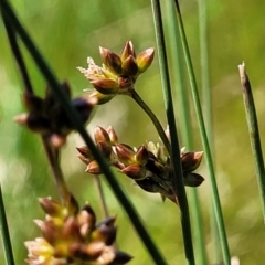 Juncus subsecundus (Finger Rush) at Mitchell, ACT - 10 Nov 2022 by trevorpreston