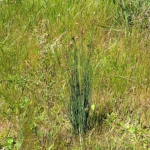 Juncus subsecundus at Mitchell, ACT - 10 Nov 2022 11:39 AM