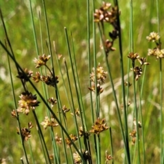 Juncus subsecundus at Mitchell, ACT - 10 Nov 2022 11:39 AM