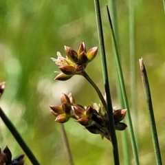 Juncus subsecundus at Mitchell, ACT - 10 Nov 2022 11:39 AM