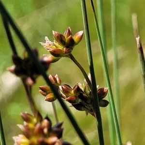 Juncus subsecundus at Mitchell, ACT - 10 Nov 2022 11:39 AM