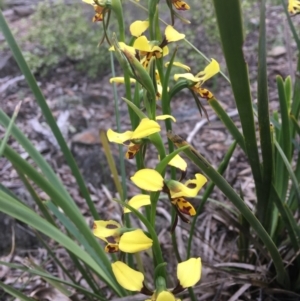 Diuris sulphurea at Wamboin, NSW - suppressed