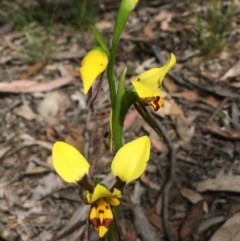 Diuris sulphurea at Wamboin, NSW - suppressed