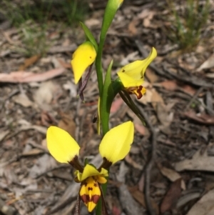 Diuris sulphurea at Wamboin, NSW - suppressed