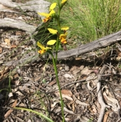 Diuris sulphurea at Wamboin, NSW - suppressed