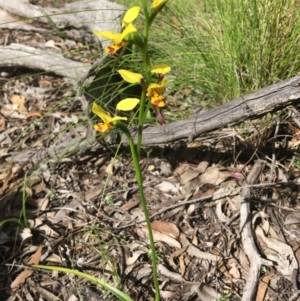 Diuris sulphurea at Wamboin, NSW - suppressed