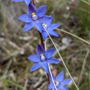 Thelymitra simulata at Sutton, NSW - suppressed