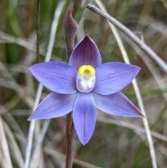 Thelymitra sp. (pauciflora complex) (Sun Orchid) at Sutton, NSW - 3 Nov 2022 by brunonia
