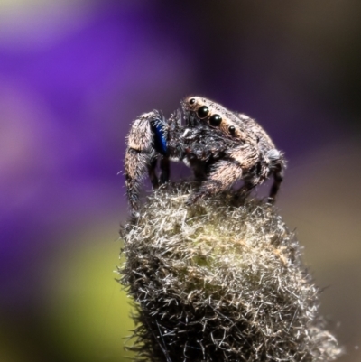 Simaethula sp. (genus) (A jumping spider) at ANBG - 8 Nov 2022 by Roger
