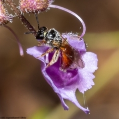 Exoneura sp. (genus) (A reed bee) at Acton, ACT - 9 Nov 2022 by Roger